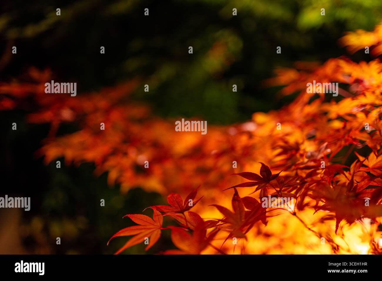 Mise au point sélective sur les feuilles d'érable japonais rouges avec des tons d'automne vifs et un arrière-plan floue de feuillage éclatant créant une image d'ambiance douce Banque D'Images