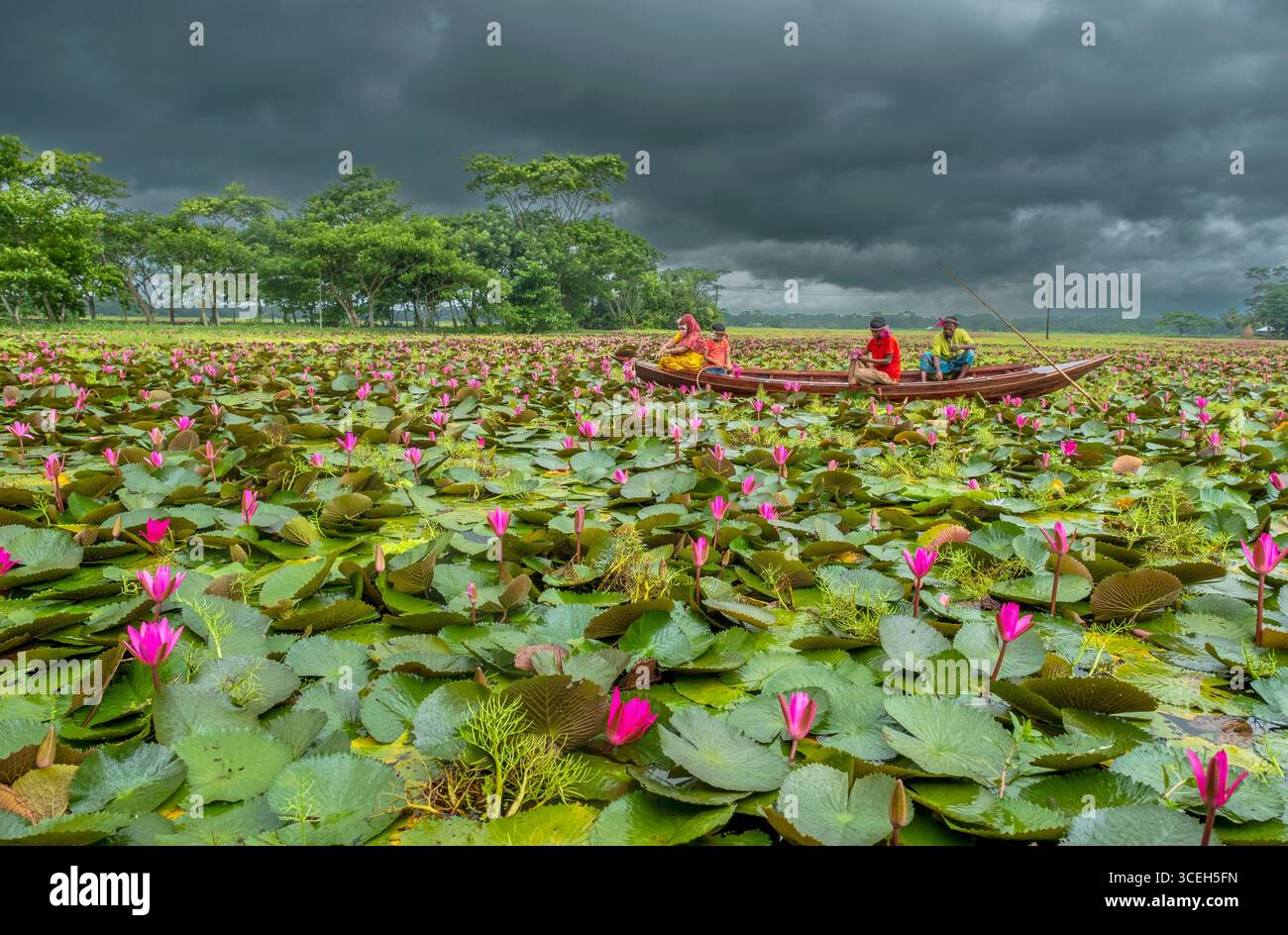 Nénuphars à Satla Beel, Uzirpur Barisal Banque D'Images