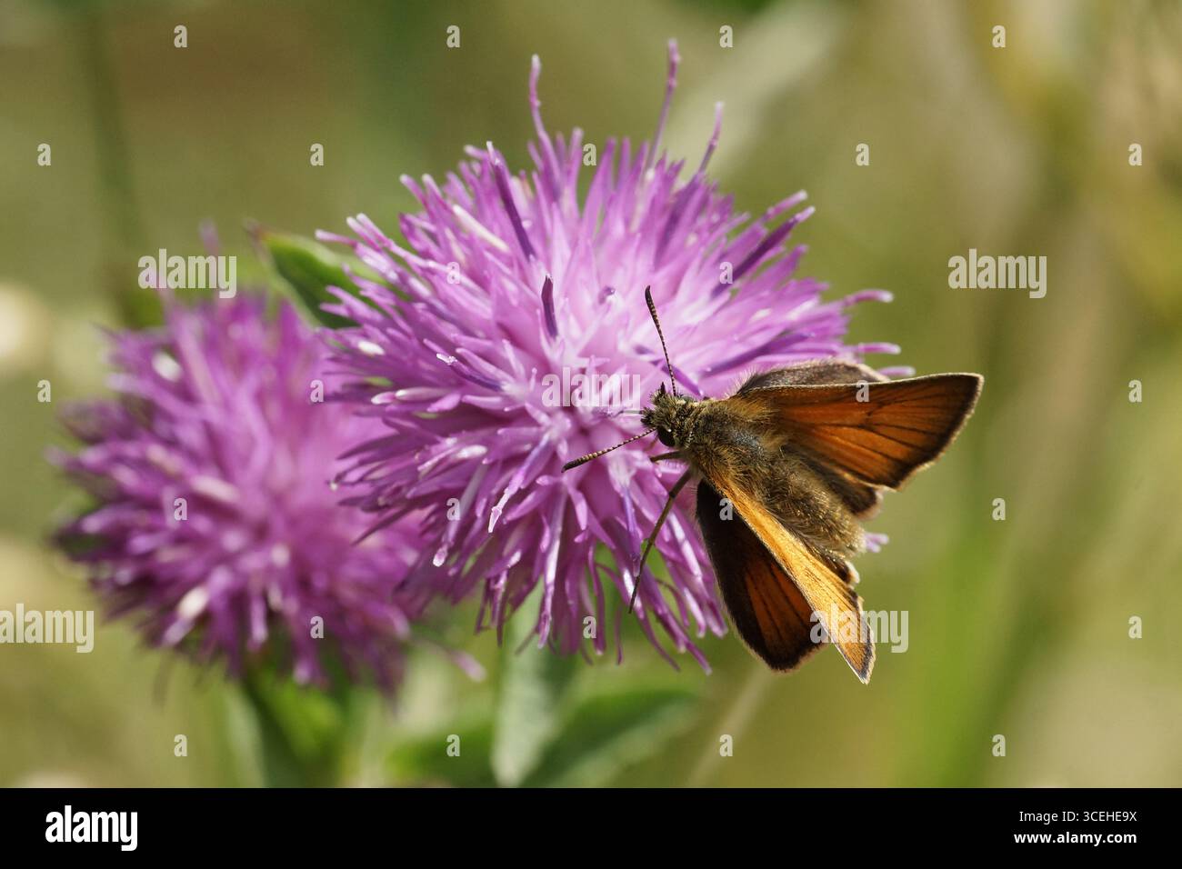 Petite Skipper (Thymelicus sylvestris) Banque D'Images