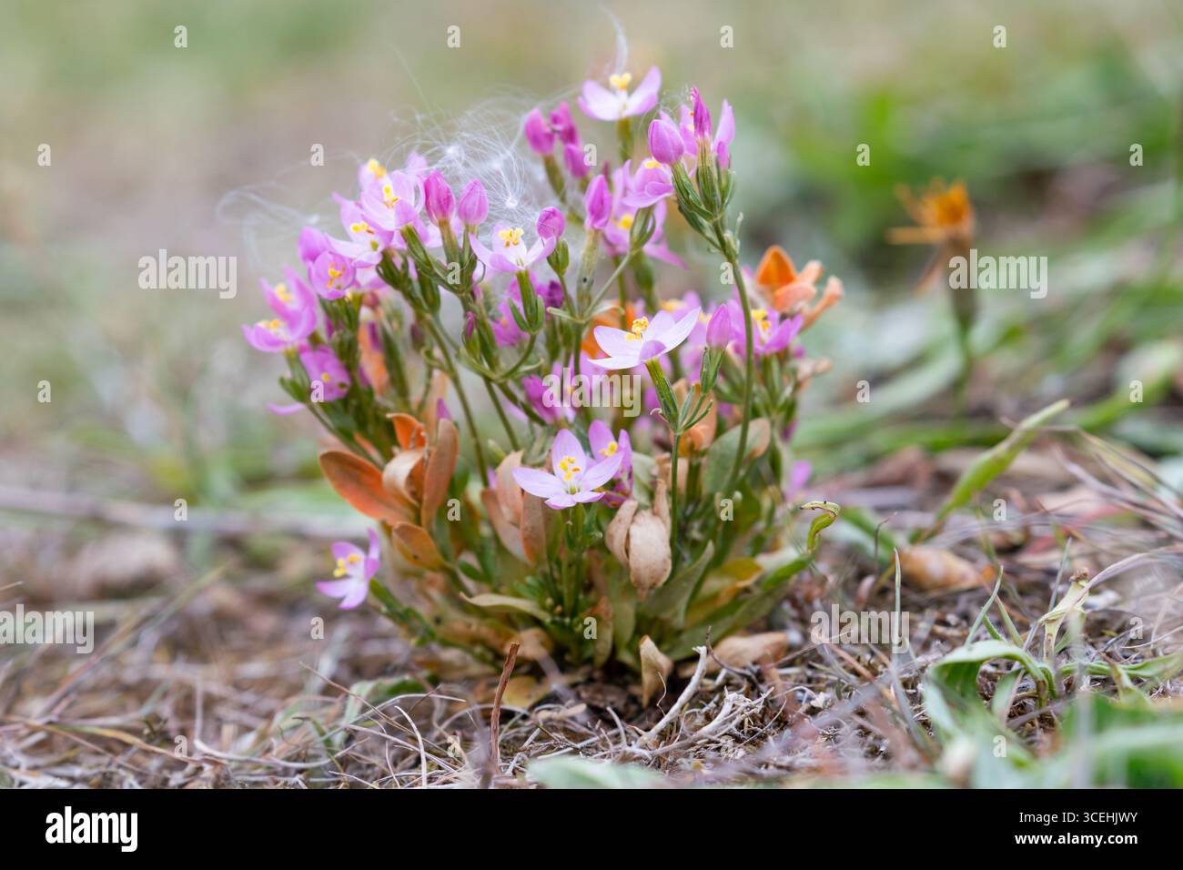 Centaurée Centaurium erythraea commune, Banque D'Images