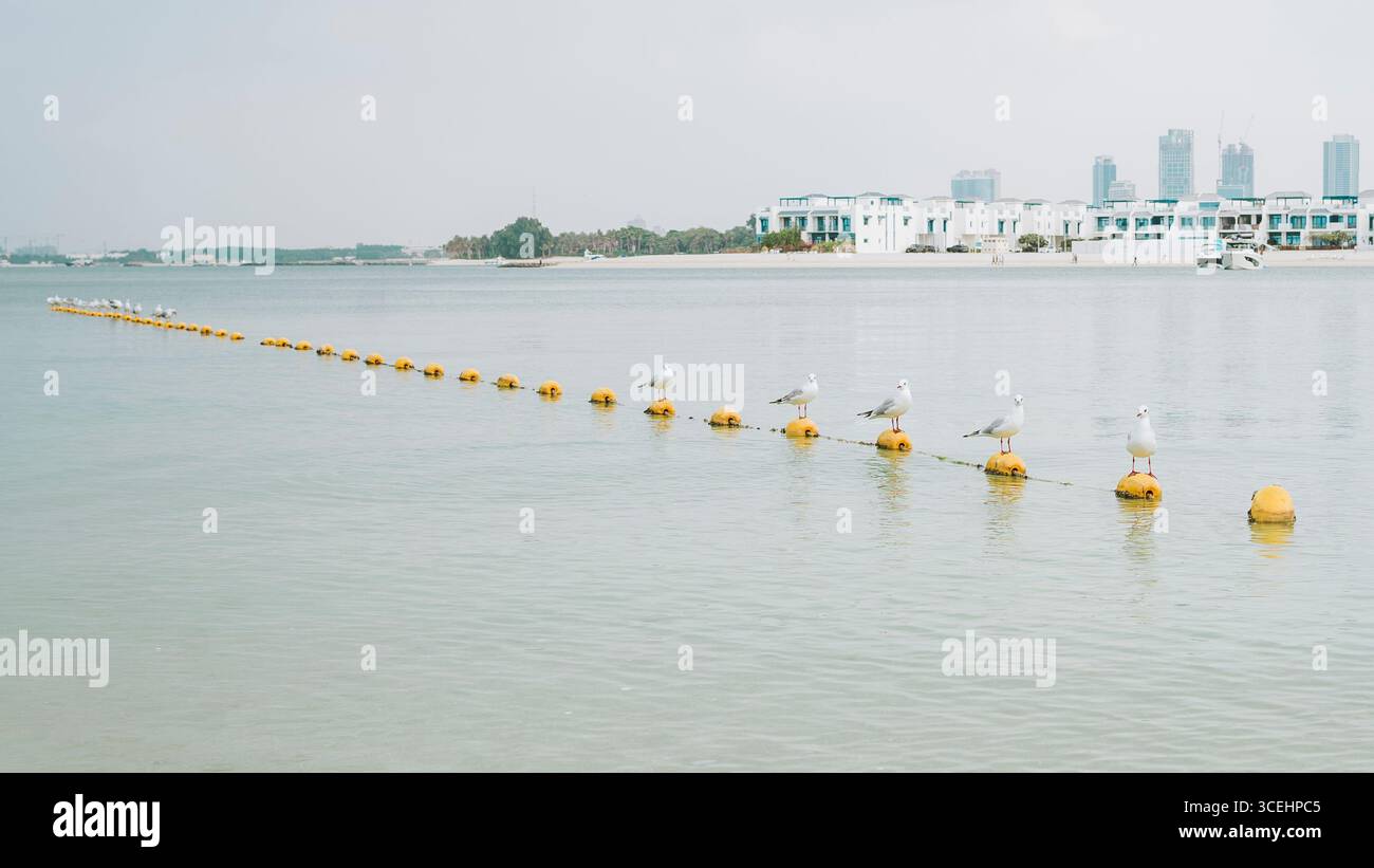Groupe de mouettes perchées sur des bouées flottantes dans les eaux de Palm Jumeirah, Dubaï, Émirats arabes Unis. Banque D'Images