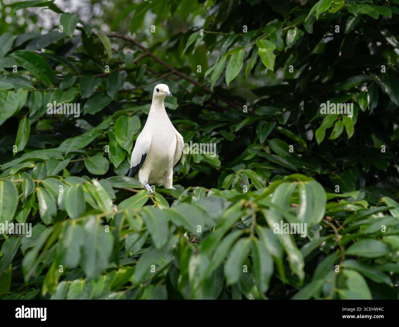 Pigeon impérial pied contre feuilles vert foncé à Singapour Banque D'Images