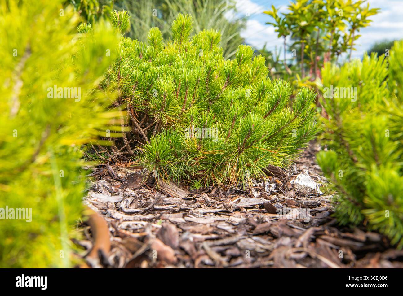 Les pins verts vibrants prospèrent au milieu du paillis naturel, encadrés par la lumière du soleil et un ciel bleu, créant une atmosphère de jardin sereine et accueillante. Banque D'Images
