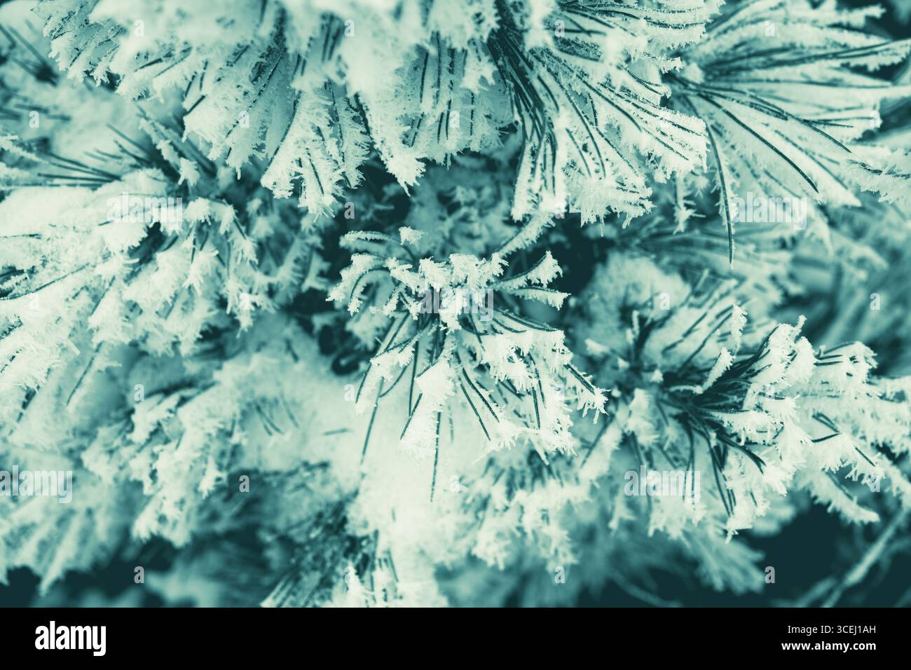 Le gel délicat couvre les branches à feuilles persistantes tandis que la lumière du soleil filtre à travers, créant une atmosphère hivernale sereine dans un cadre extérieur tranquille. Banque D'Images