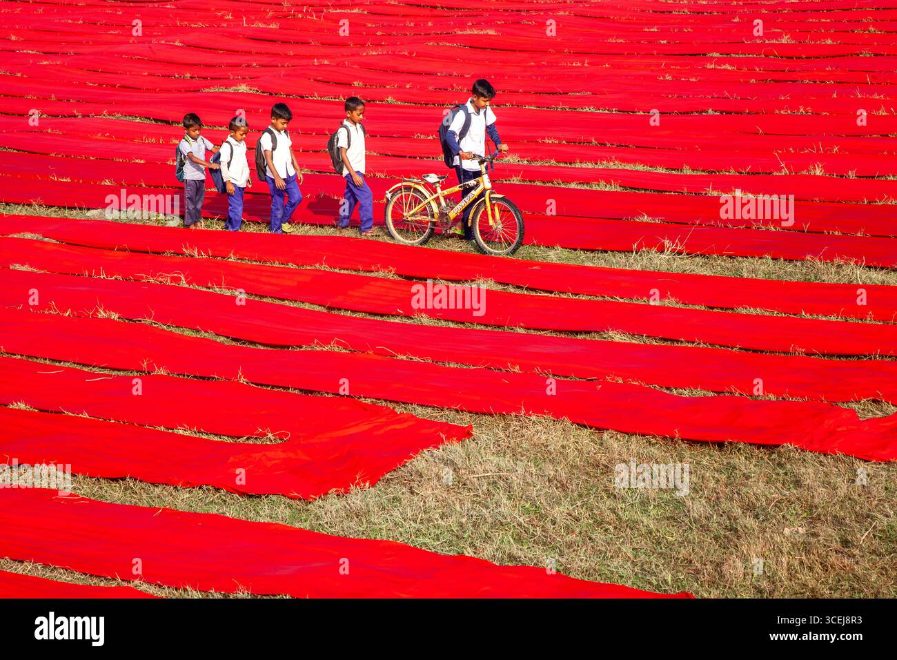 Narsingdi, Bangladesh - 08 décembre 2024 : vue d'écoliers marchant parmi des textiles rouge vif séchant sur le sol, créant un contraste visuel saisissant avec les herbes pâles. Banque D'Images