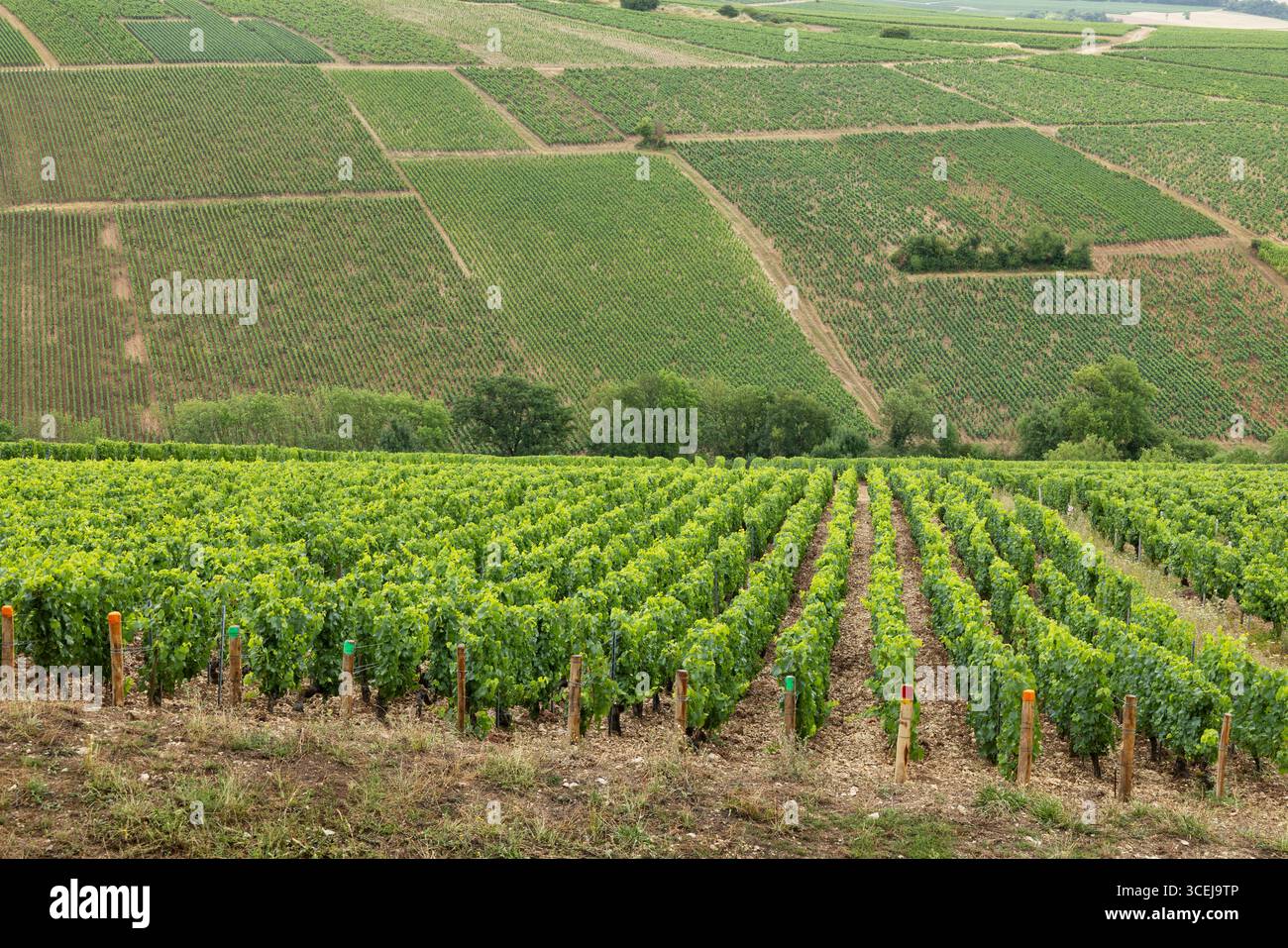 De superbes rangées de vignes se prélassent au soleil à Chablis, en Bourgogne, en France, une région viticole renommée Banque D'Images De superbes rangées de vignes se prélassent au soleil à Chablis, en Bourgogne, en France, une région viticole renommée Banque D'Images