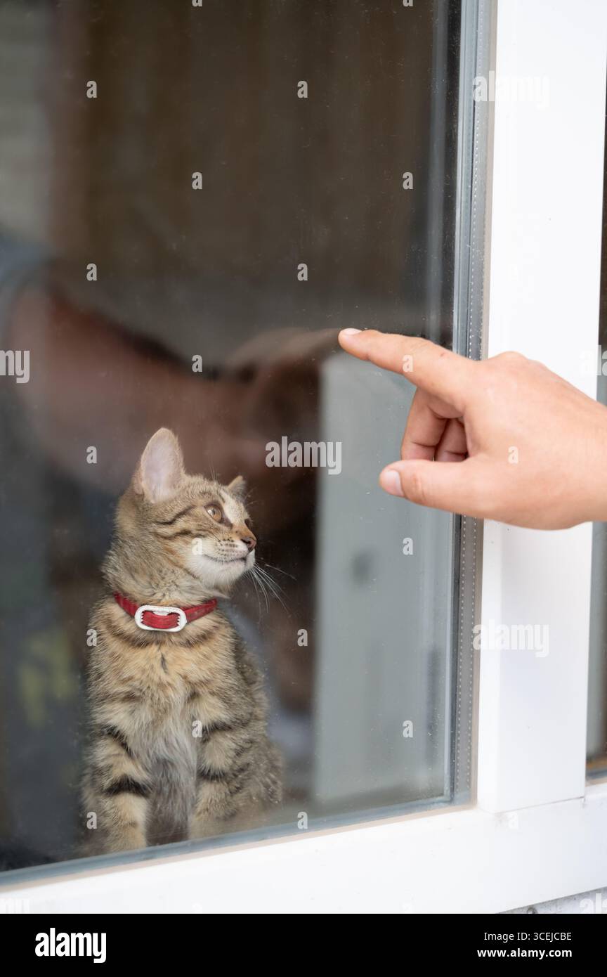 Un chat tabby curieux avec un collier regarde par la fenêtre, atteignant une main humaine, créant un moment de connexion réconfortant. Banque D'Images