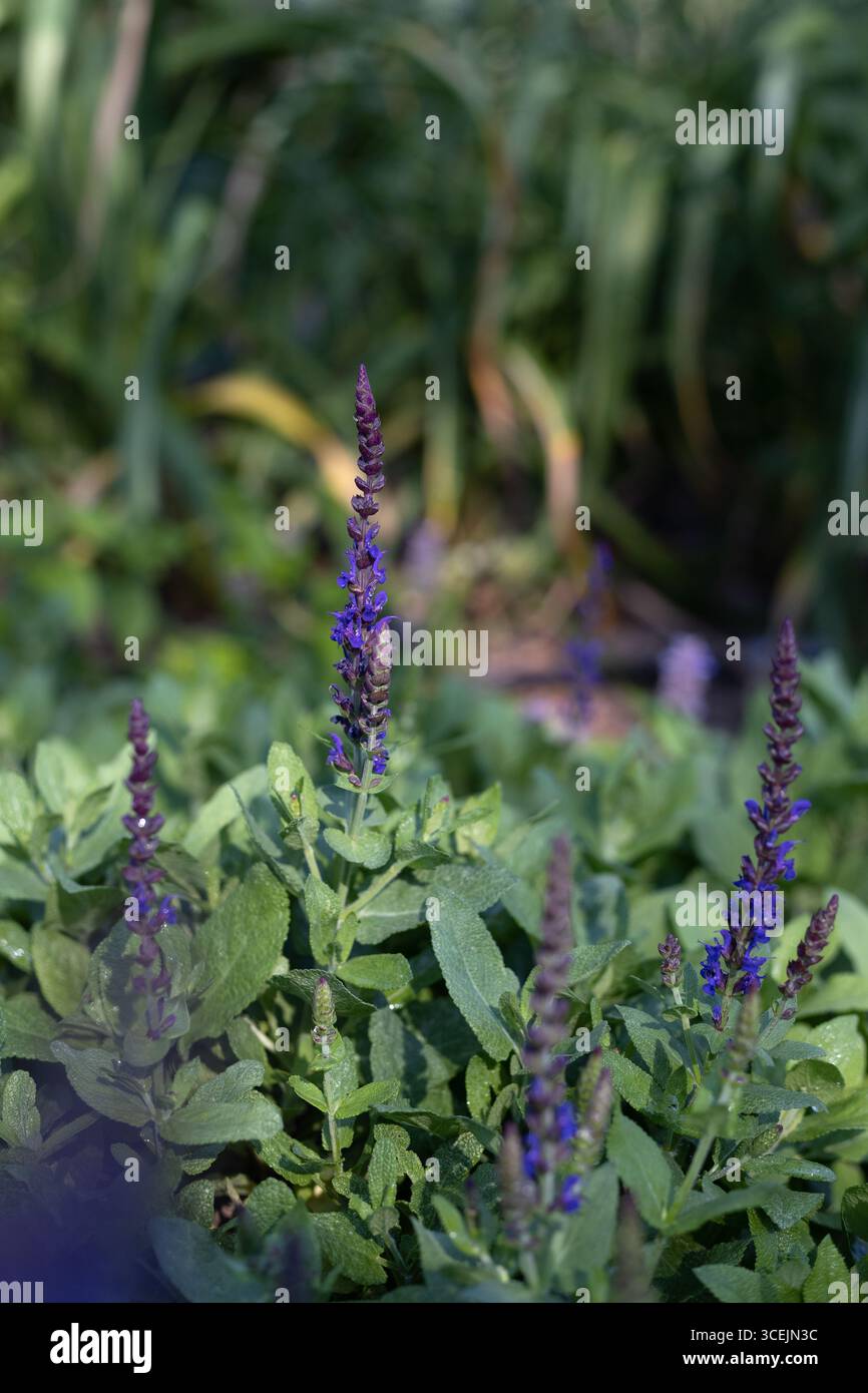 Salvia nemorosa 'Bumbleberry'. Banque D'Images