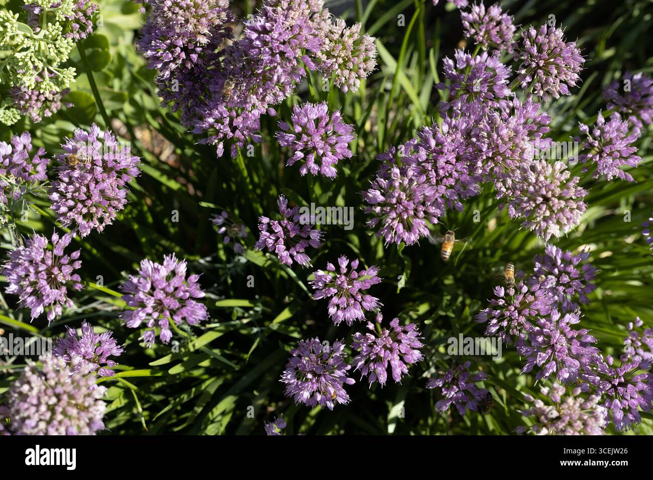 Plante ornementale d'oignon Allium 'Millenium'. Banque D'Images