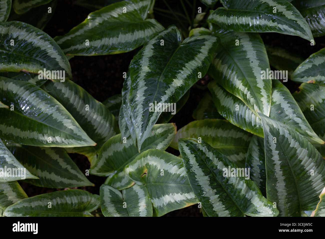 Schismatoglottis wallichii - plante de langue. Banque D'Images