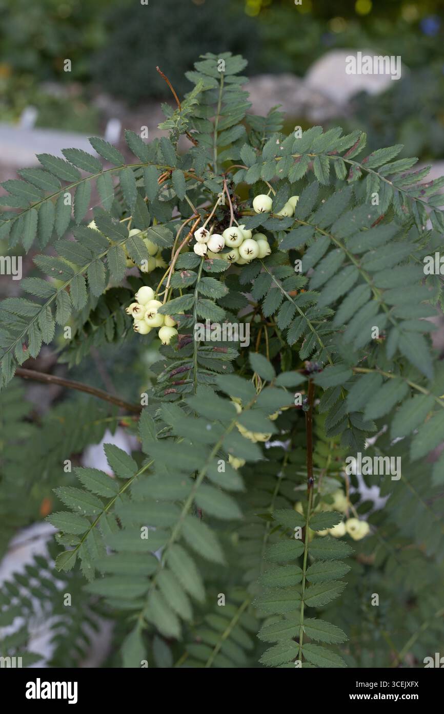Sorbus koehneana - cendre de montagne koehne. Banque D'Images