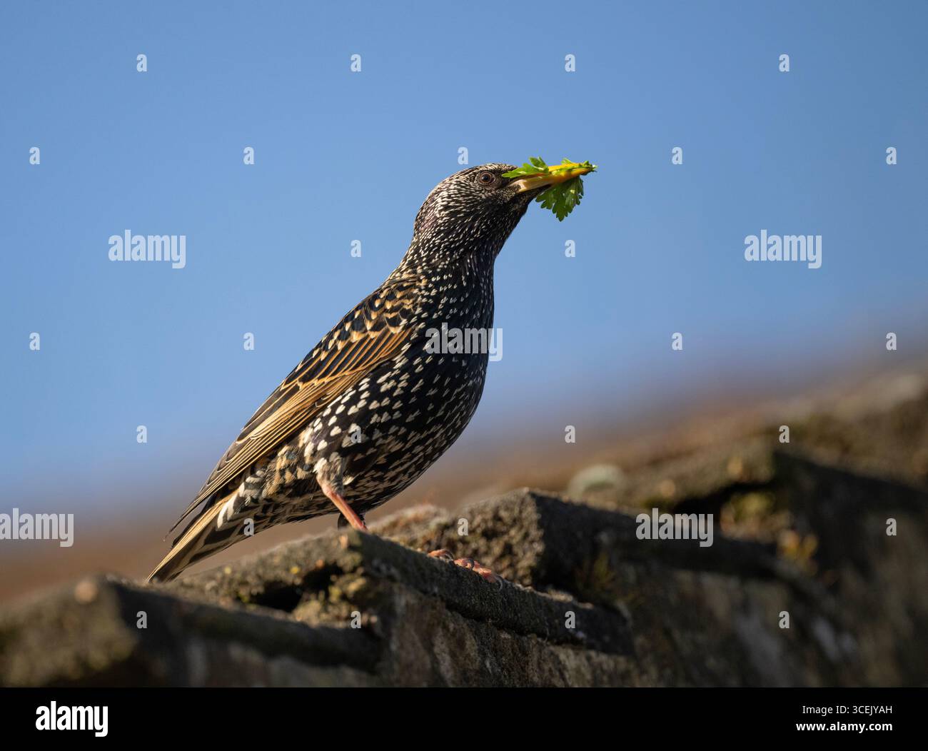 Starling commun, Sturnus vulgaris, avec du matériel de nid dans son bec avant d'entrer dans le trou de nid dans le toit, Queen's Park, Londres, Royaume-Uni Banque D'Images