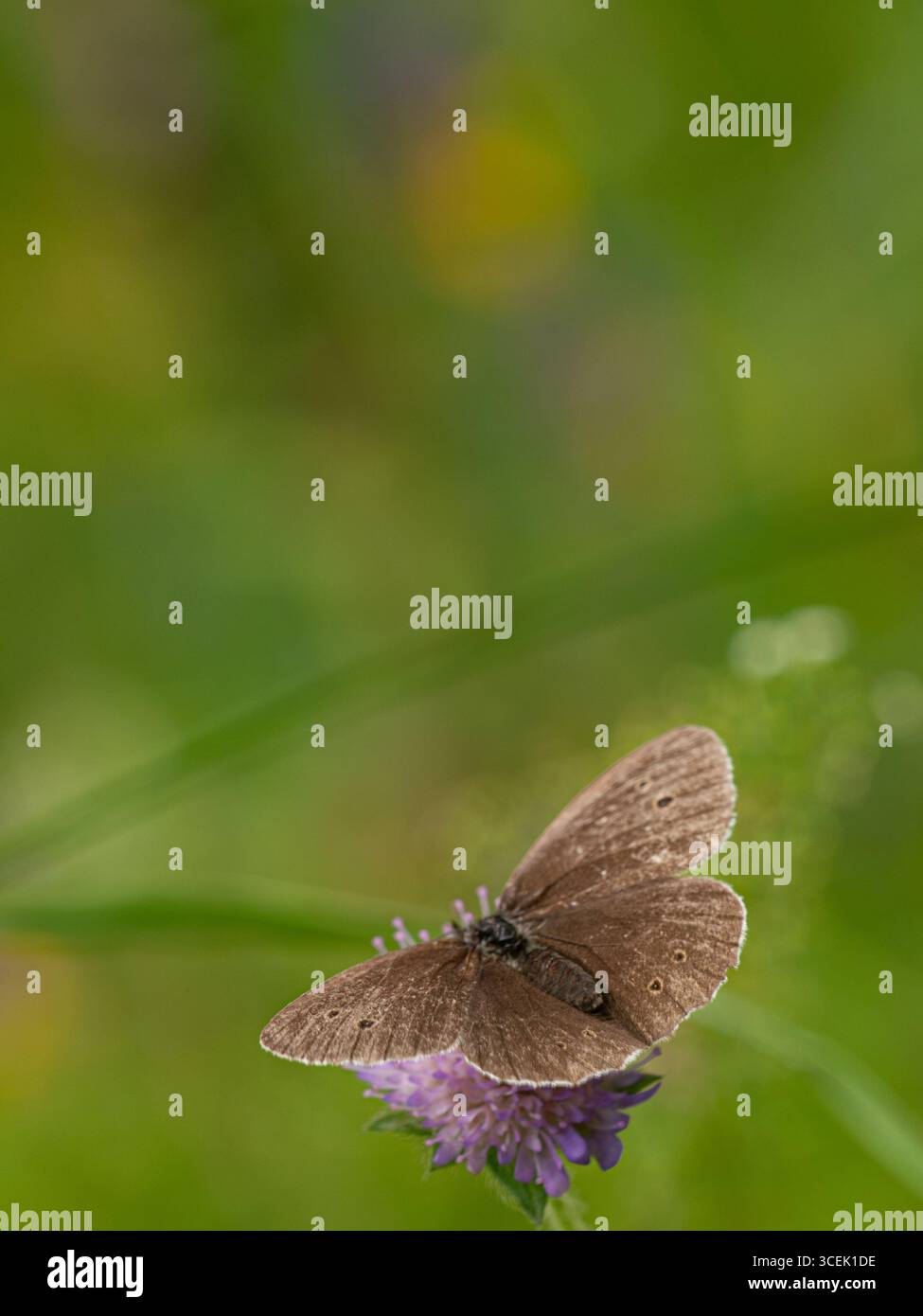 Le papillon roumain (Aphantopus hyperantus) se nourrissant de gale (Knautia arvensis) dans un pré estonien de fleurs sauvages, juillet 2009. Banque D'Images