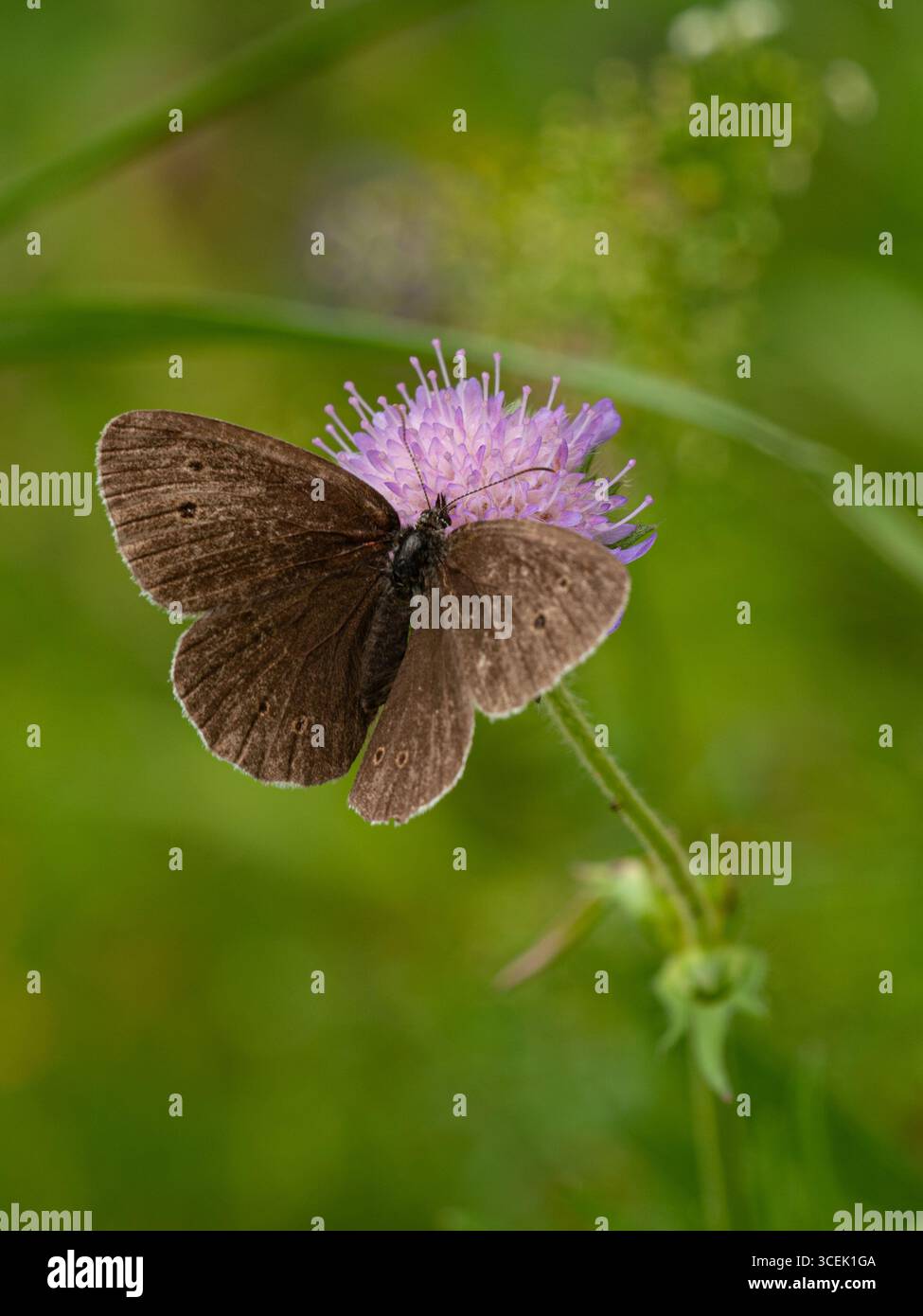 Le papillon roumain (Aphantopus hyperantus) se nourrissant de gale (Knautia arvensis) dans un pré estonien de fleurs sauvages, juillet 2009. Banque D'Images