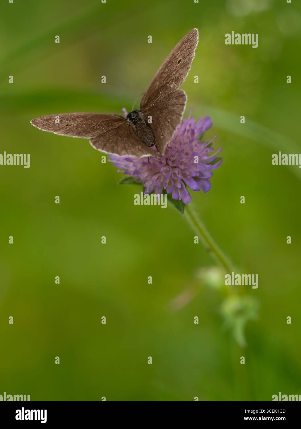 Le papillon roumain (Aphantopus hyperantus) se nourrissant de gale (Knautia arvensis) dans un pré estonien de fleurs sauvages, juillet 2009. Banque D'Images