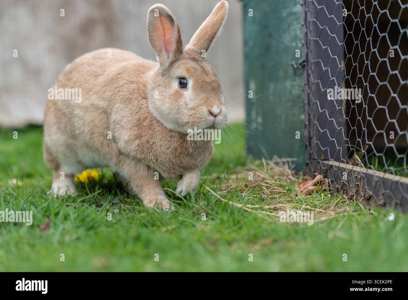 Rex lapin dans le jardin avec une huche Banque D'Images