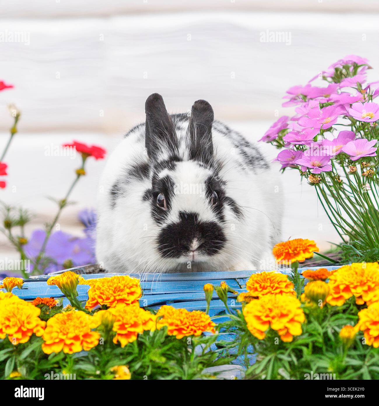 lapin hollandais Banque D'Images