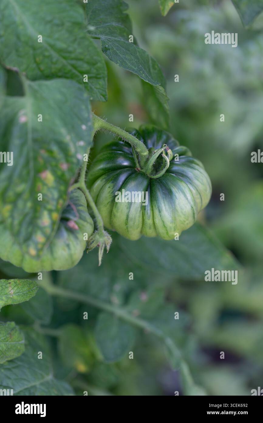 Gros plan d'une grande tomate de boeuf verte et non mûre Banque D'Images