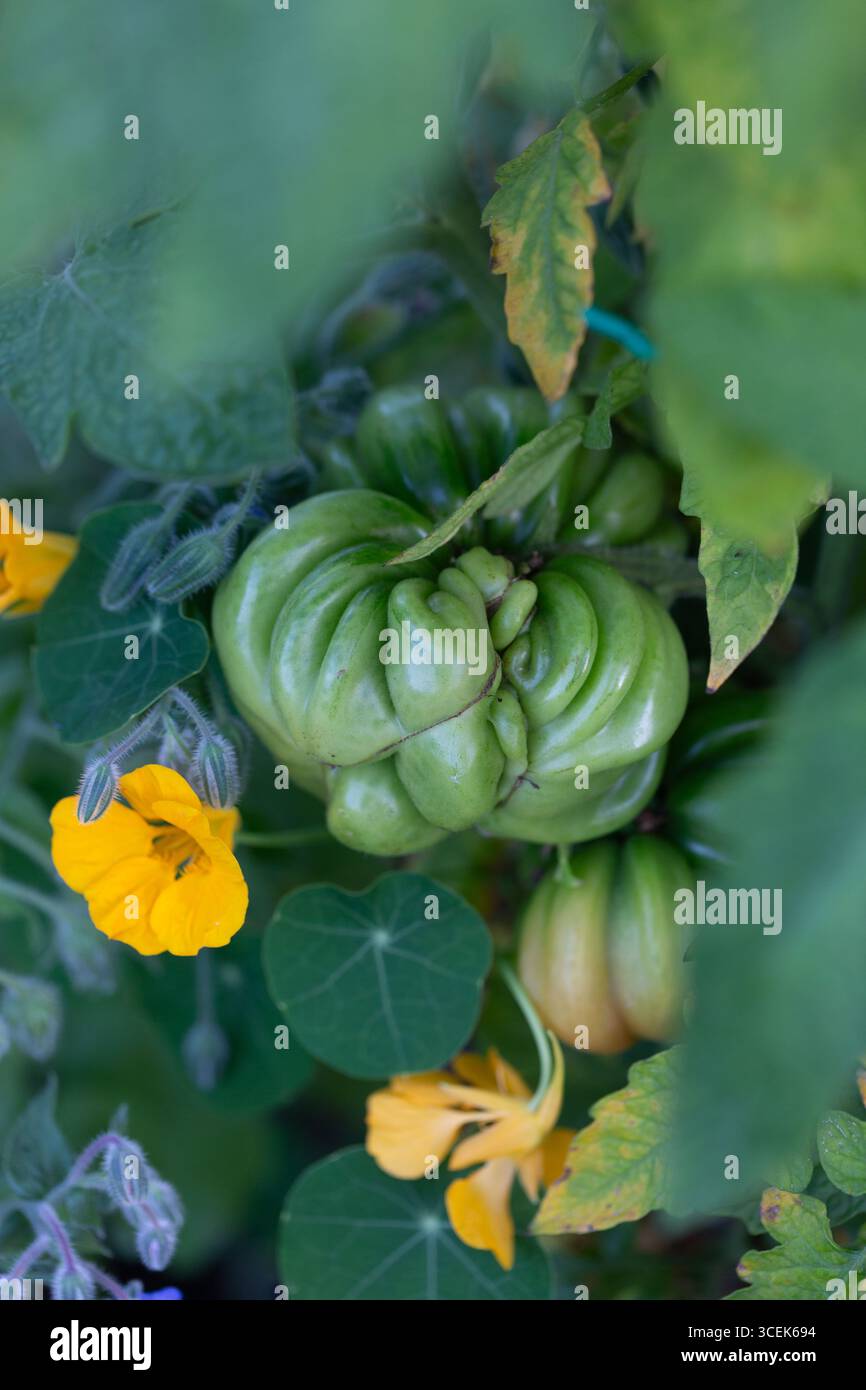 Gros plan d'une grande tomate de boeuf verte et non mûre Banque D'Images