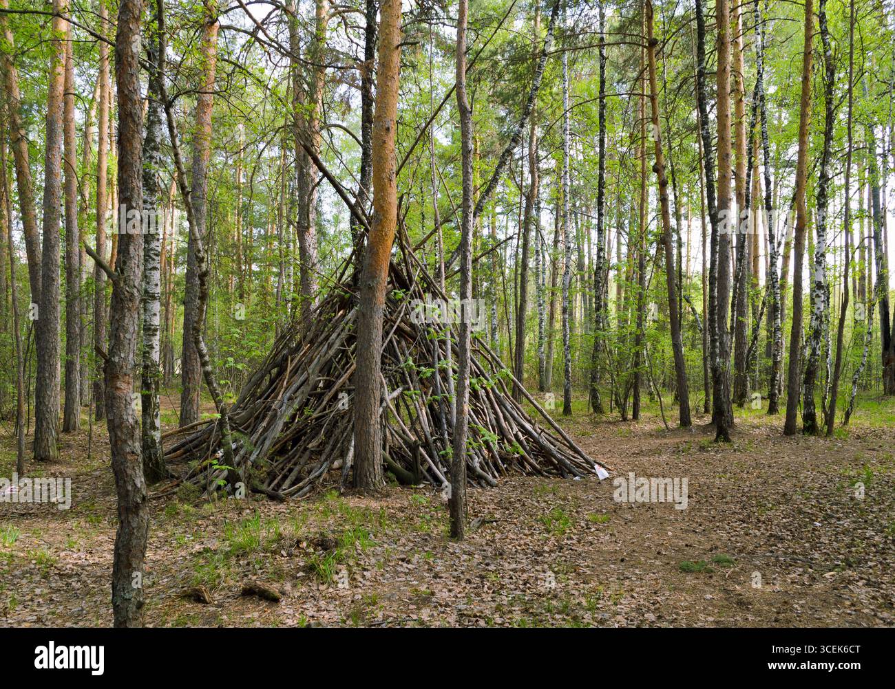 Un abri fait de bûches dans les profondeurs d'un fourré de forêt verdoyante Banque D'Images