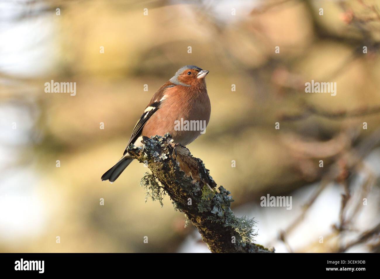 Chaffinch mâle sur un lichen couvert branche morte pendant l'hiver. Stour River Area, Dorset, Angleterre, Royaume-Uni. Banque D'Images