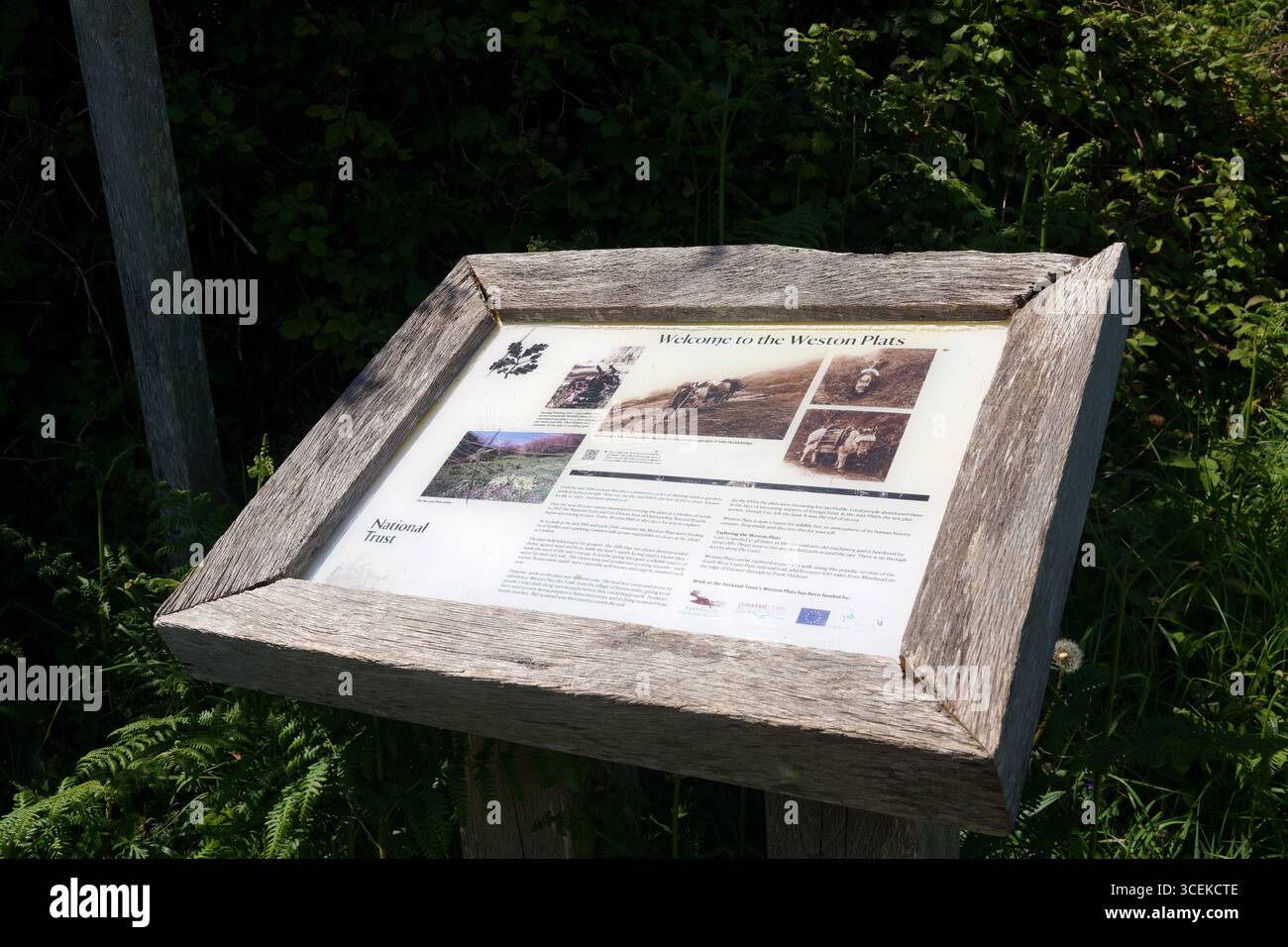 Weston plats, Jurassic Coast, Devon, Angleterre, Royaume-Uni Banque D'Images