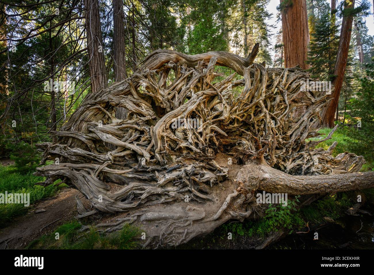 Les magnifiques séquoias géants de la forêt nationale de séquoia en Californie. Banque D'Images