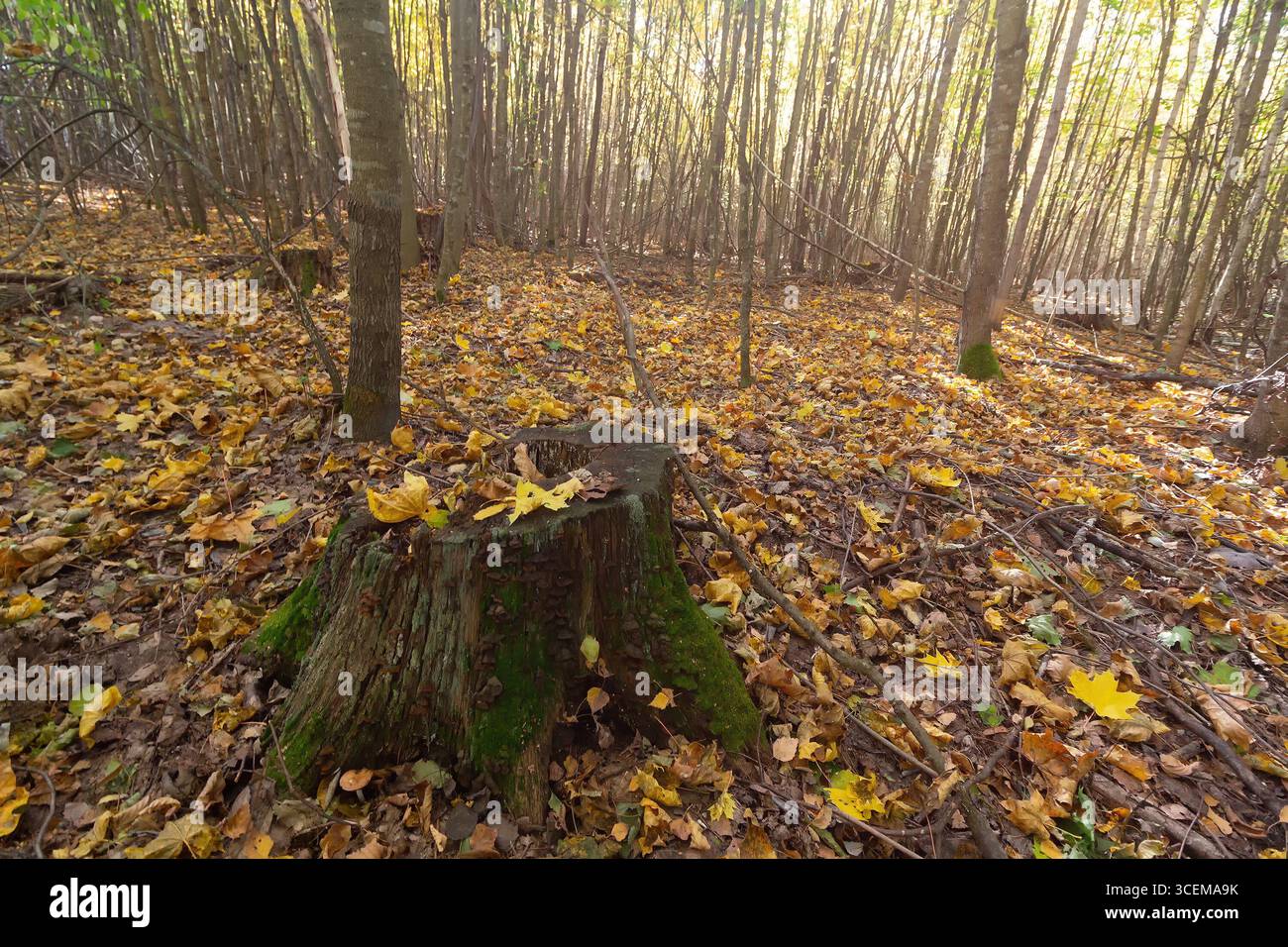 Scène de forêt d'automne avec un arbre en bois et lumière douce du soleil en arrière-plan. Nature Banque D'Images