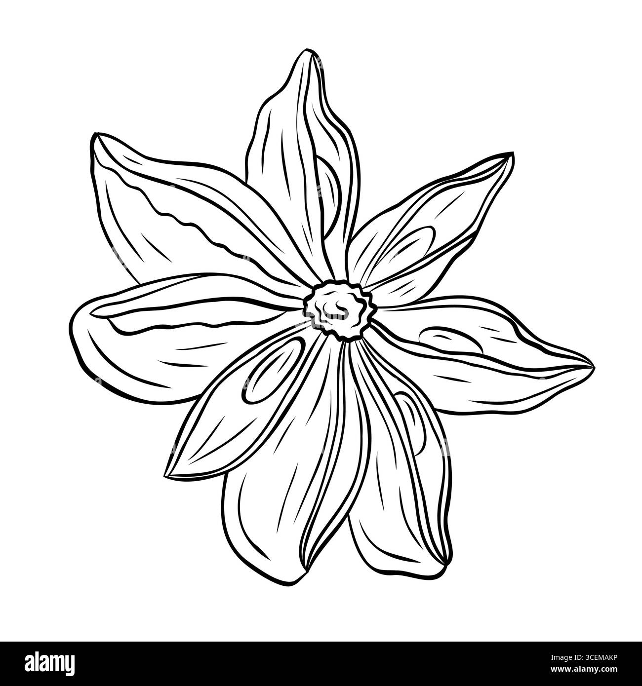 Dessin d'épices parfumées botaniques monochromes d'anis étoilé isolé sur fond blanc. Vecteur d'encre graphique dessiné à la main Illustration de Vecteur