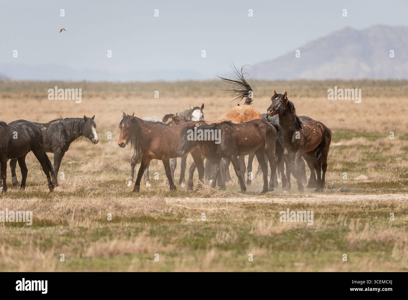 Un combat entre chevaux sauvages dans le désert de l'Utah Banque D'Images