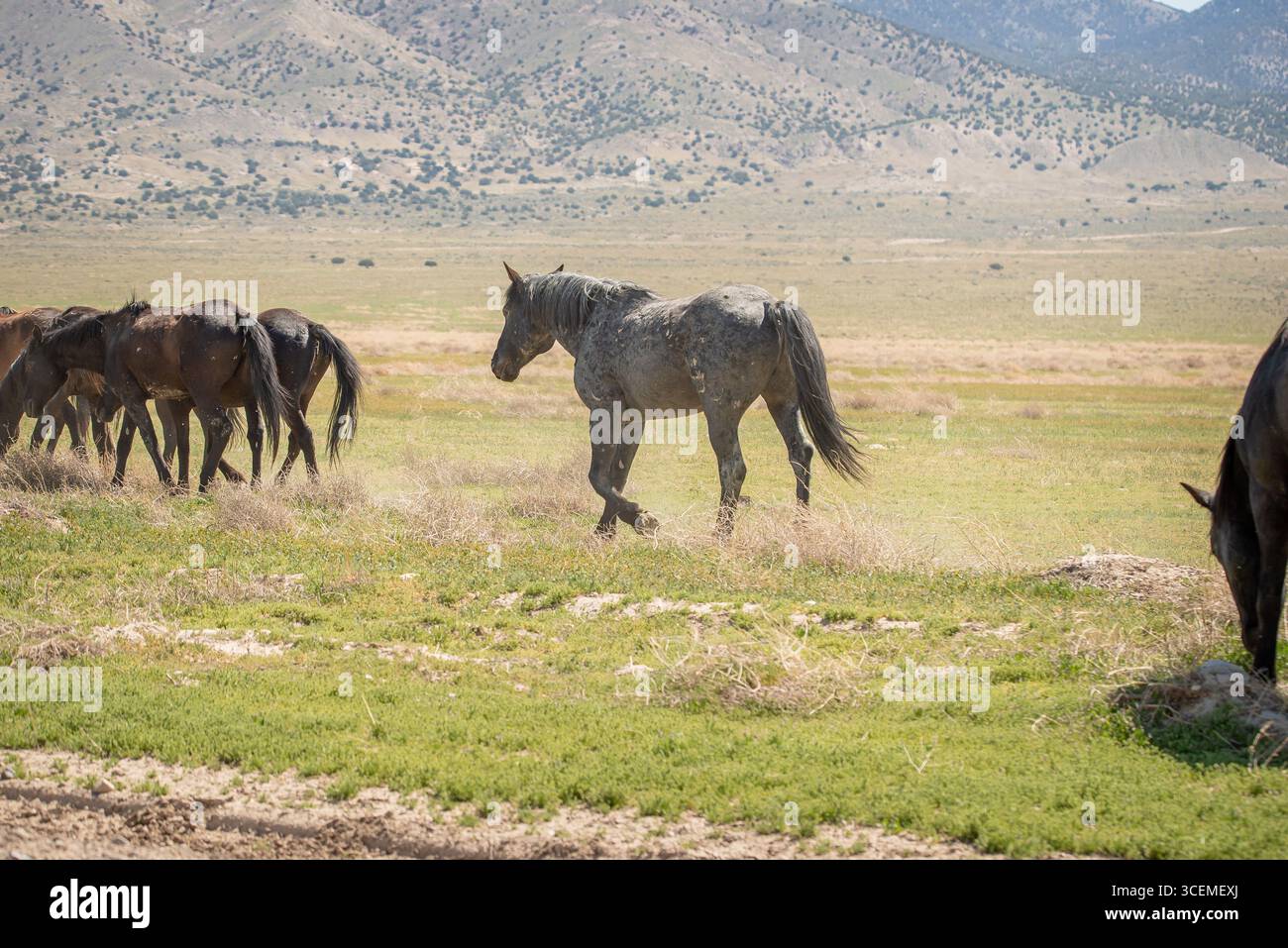 Mustang sauvage gris dapple foncé suivant son troupeau Banque D'Images