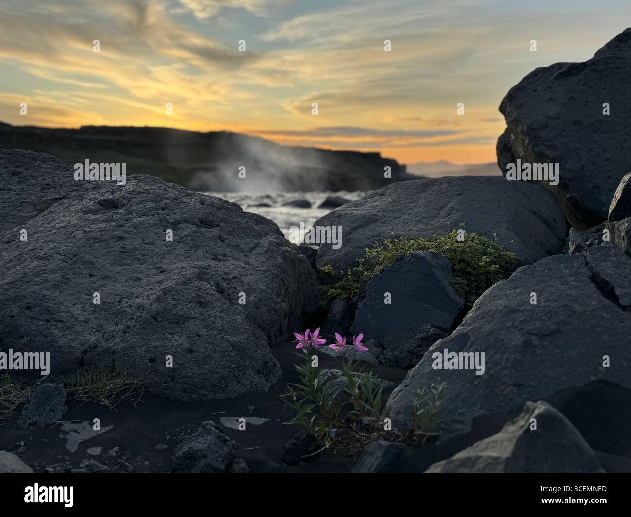 Un panache de brume de rivière jaillit derrière les roches volcaniques, complété par un petit groupe de fleurs sauvages violettes. - Image de stock capturée avec un smartphone