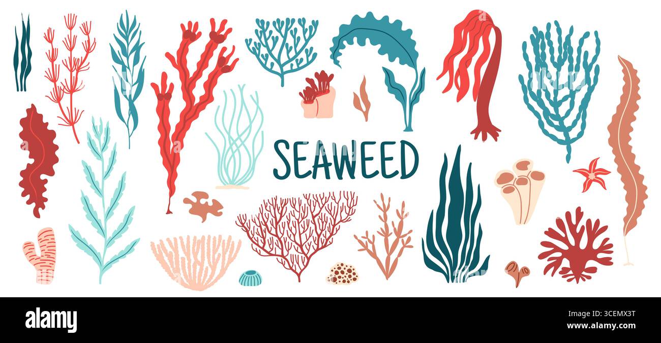 Algues marines d'aquarium sous-marin et plantes d'algues marines. Ensemble vectoriel de biodiversité de la faune tropicale de récif corallien coloré. La vie marine sous-marine isolée des mauvaises herbes marines, des épaves, des laminaires ou de la flore varech Illustration de Vecteur
