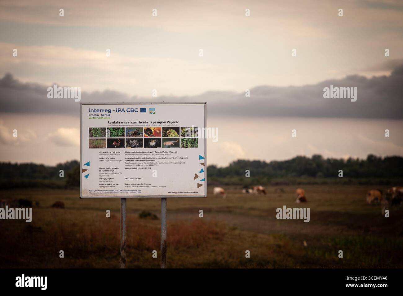 Zasavica, SERBIE - 22 JUILLET 2025 : Interreg IPA CBC signe à Zasavica, sur le projet de restauration et de pâturage des zones humides financé par l'UE, Interreg est une Union européenne Banque D'Images Zasavica, SERBIE - 22 JUILLET 2025 : Interreg IPA CBC signe à Zasavica, sur le projet de restauration et de pâturage des zones humides financé par l'UE, Interreg est une Union européenne Banque D'Images