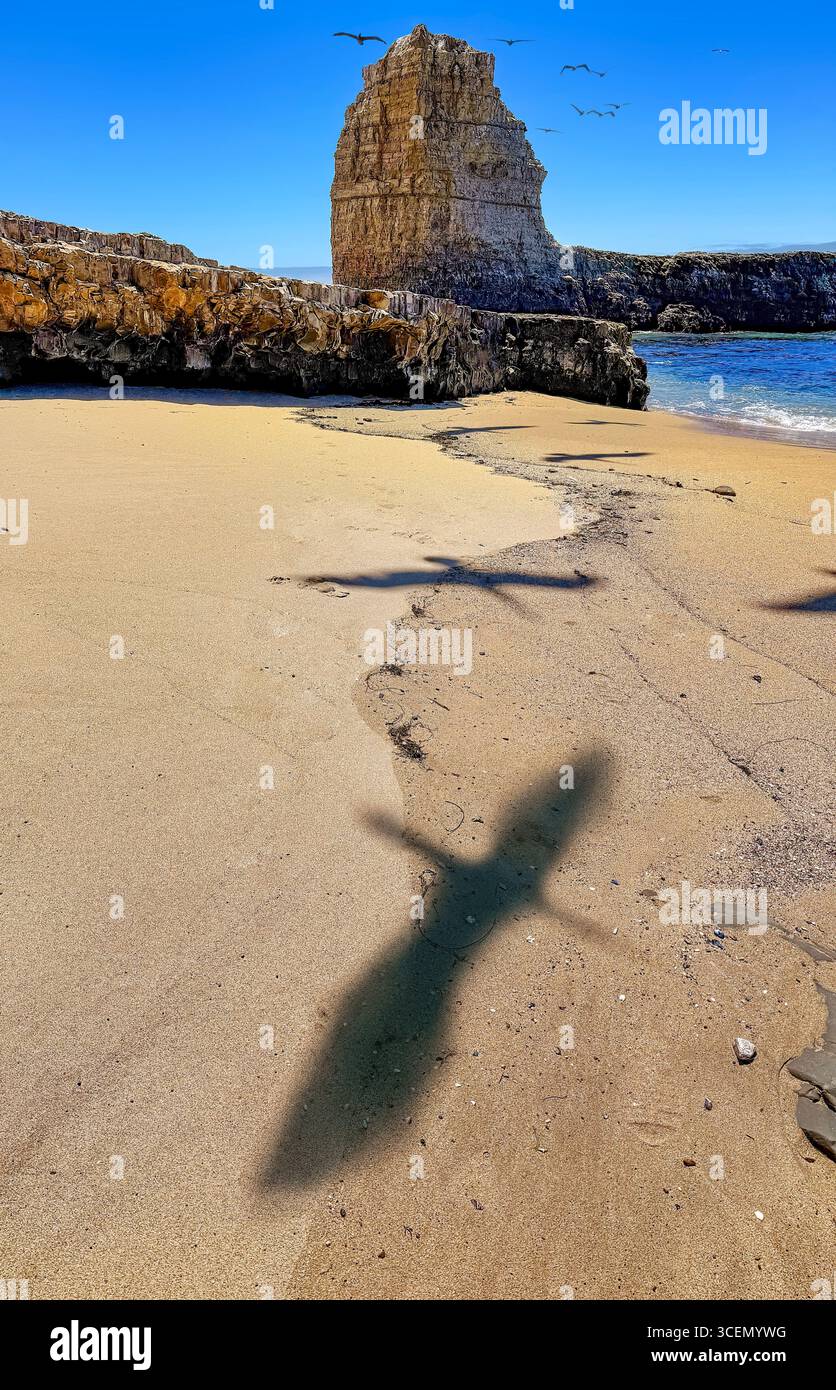 Oiseaux volant au-dessus de leur tête et projetant des ombres à 4 Mile Beach, Santa Cruz, Californie Banque D'Images