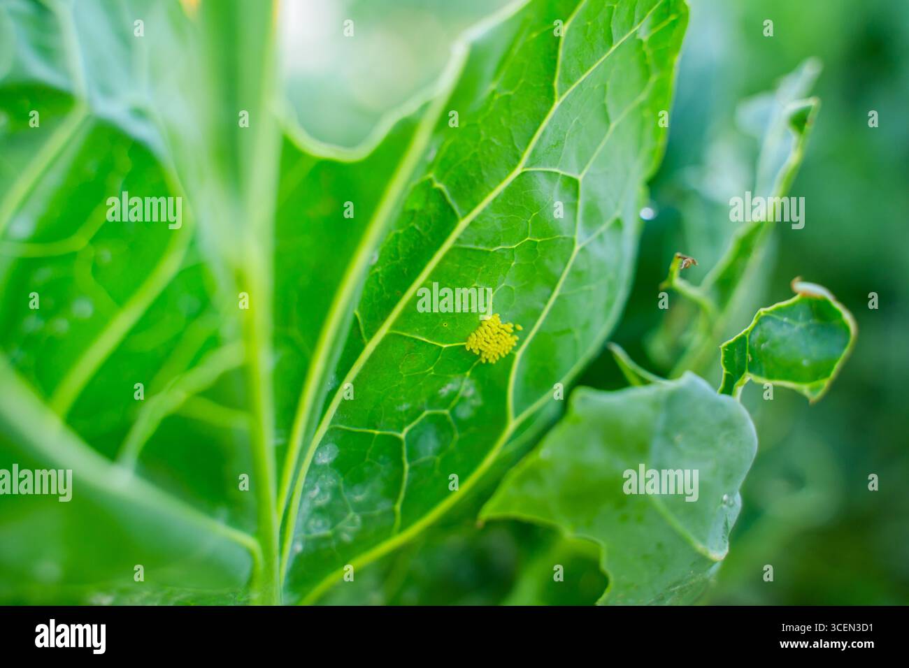 Petits œufs jaunes sur le dessous d'une feuille de chou, gros plan. Banque D'Images