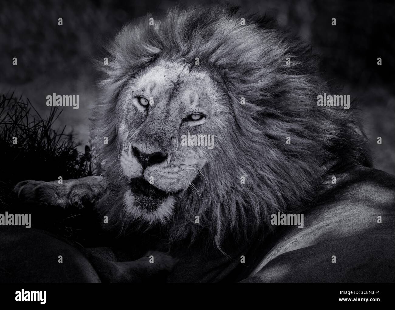 Gros plan Lion mâle en noir et blanc Banque D'Images