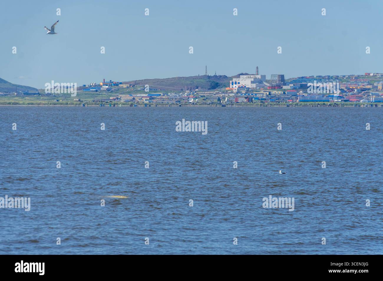 La ville colorée d'Anadyr à flanc de colline en Russie surplombe les eaux de la mer de Béring où un béluga émerge au milieu de grues à conteneurs et de bateaux de pêche. Banque D'Images