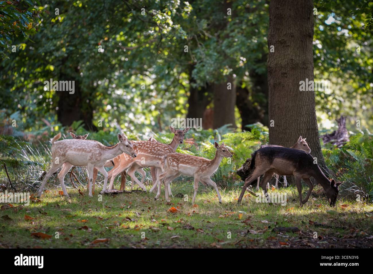 Groupe de cerfs en jachère à Richmond Park, Londres Banque D'Images