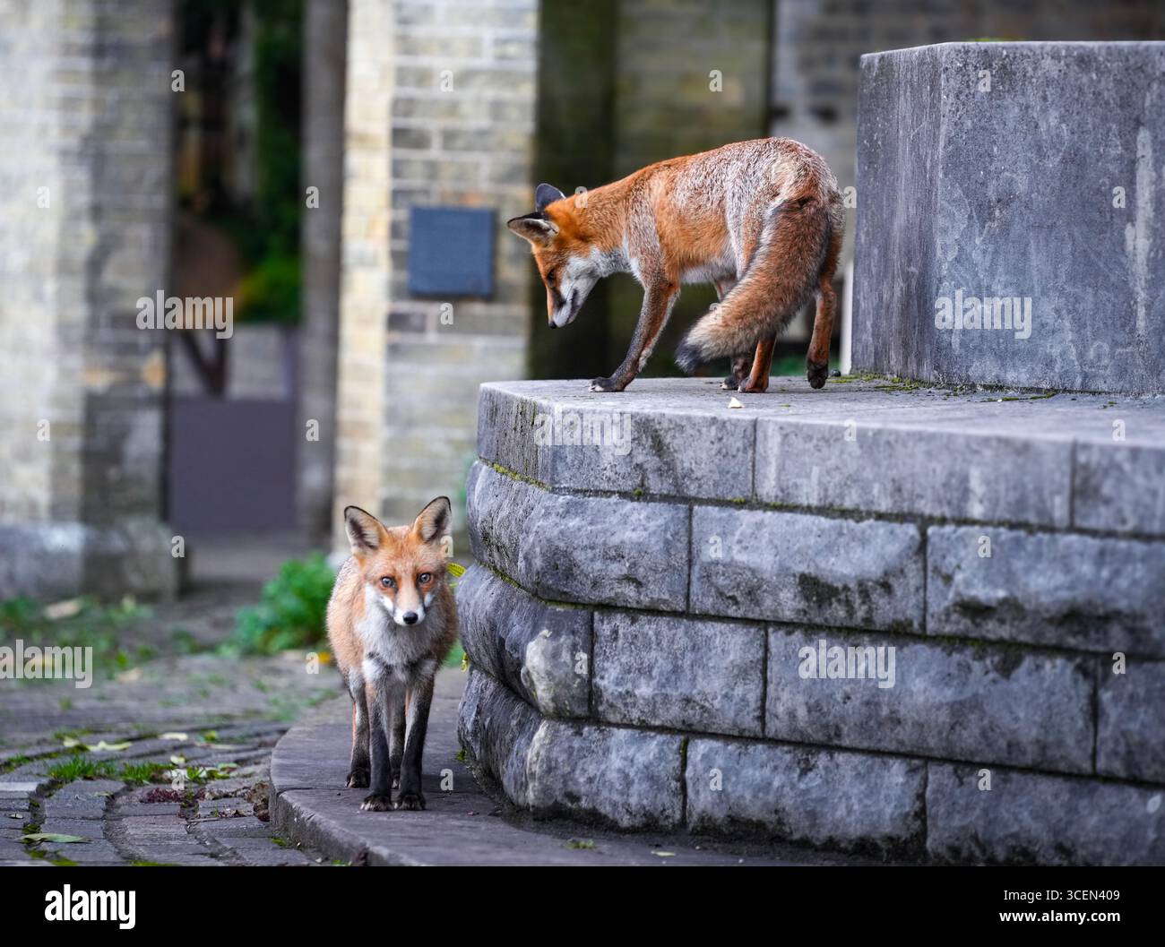 Deux Red Foxes jouant dans un cimetière de Londres Banque D'Images