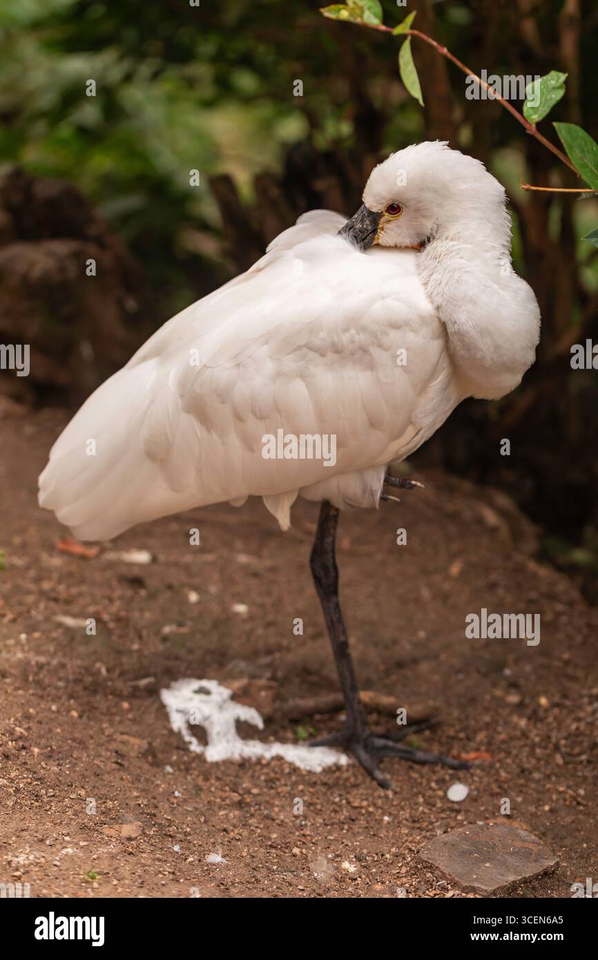 African Spoonbill Platalea alba oiseau blanc avec plumage plié et longues pattes noires reposant sur une patte à l'extérieur dans un habitat naturel au feuillage vert Banque D'Images