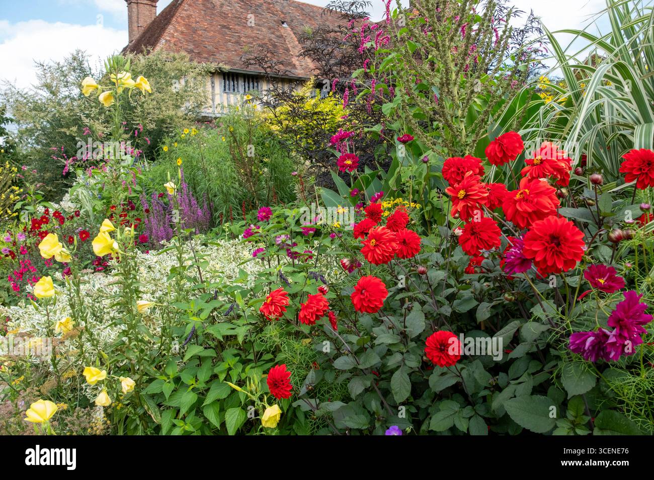 Grande maison Dixter et jardins, dahlias fin d'été, East Sussex, Royaume-Uni Banque D'Images