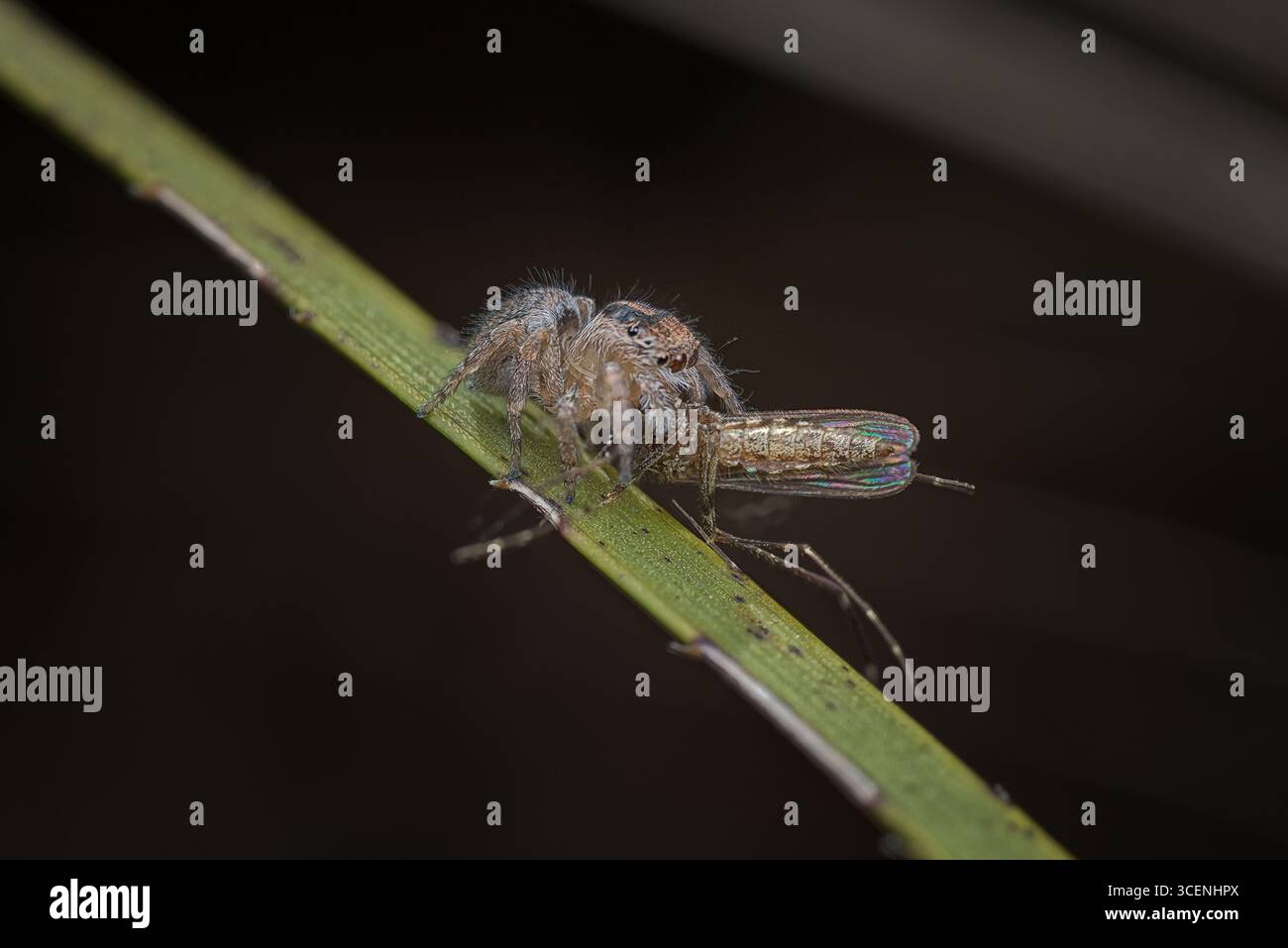 Une araignée paon femelle (Maratus gemmifer) avec une mouche qu'elle a capturée. L'araignée mesure environ 4mm de long. Banque D'Images