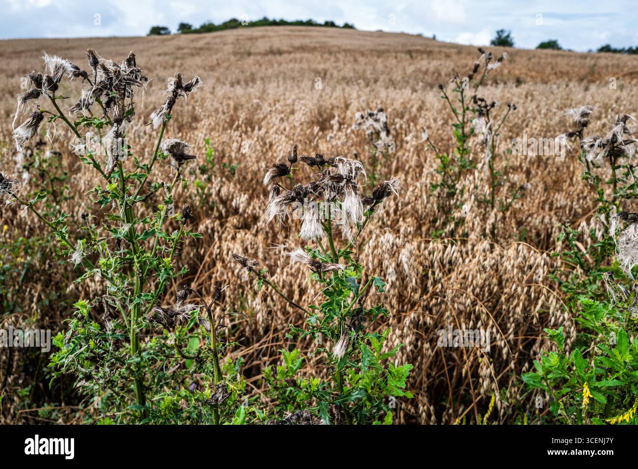 Des plantes vives de chardon sauvage montrant leurs graines moelleuses dans un pré vert serein par temps ensoleillé, illustrant la beauté naturelle et la croissance saisonnière. Banque D'Images