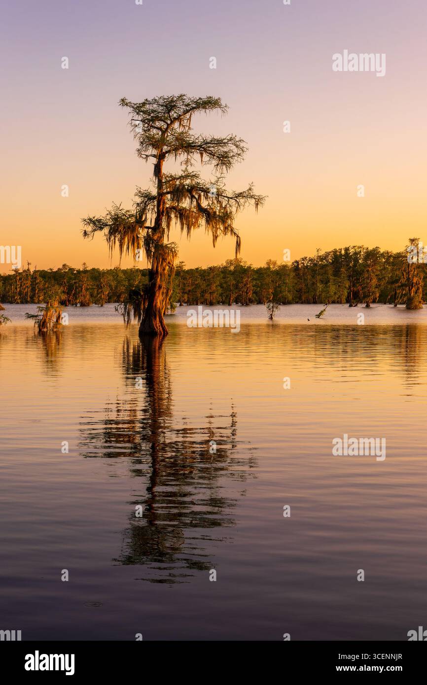 Arbre solitaire au coucher du soleil au lac Martin, réserve de Cypress Island, paysage pittoresque des marais cyprès avec des reflets, pont Breaux près de Lafayette, Louisiane Banque D'Images