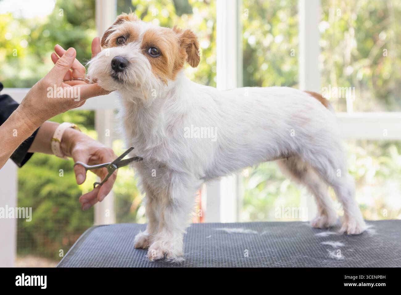 Vue latérale d'un chien Jack Russell en train d'être soigné debout sur la table. Tondeuse professionnelle tenant le menton relevé. Le chien regarde la caméra. Hori Banque D'Images