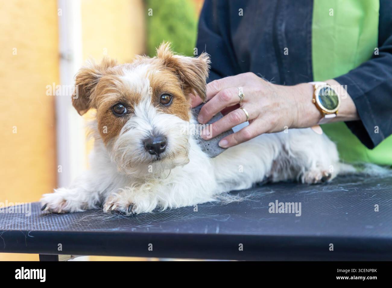 Vue rapprochée du chien Jack Russell est soigné par une pierre de taille. Horizontalement. Banque D'Images