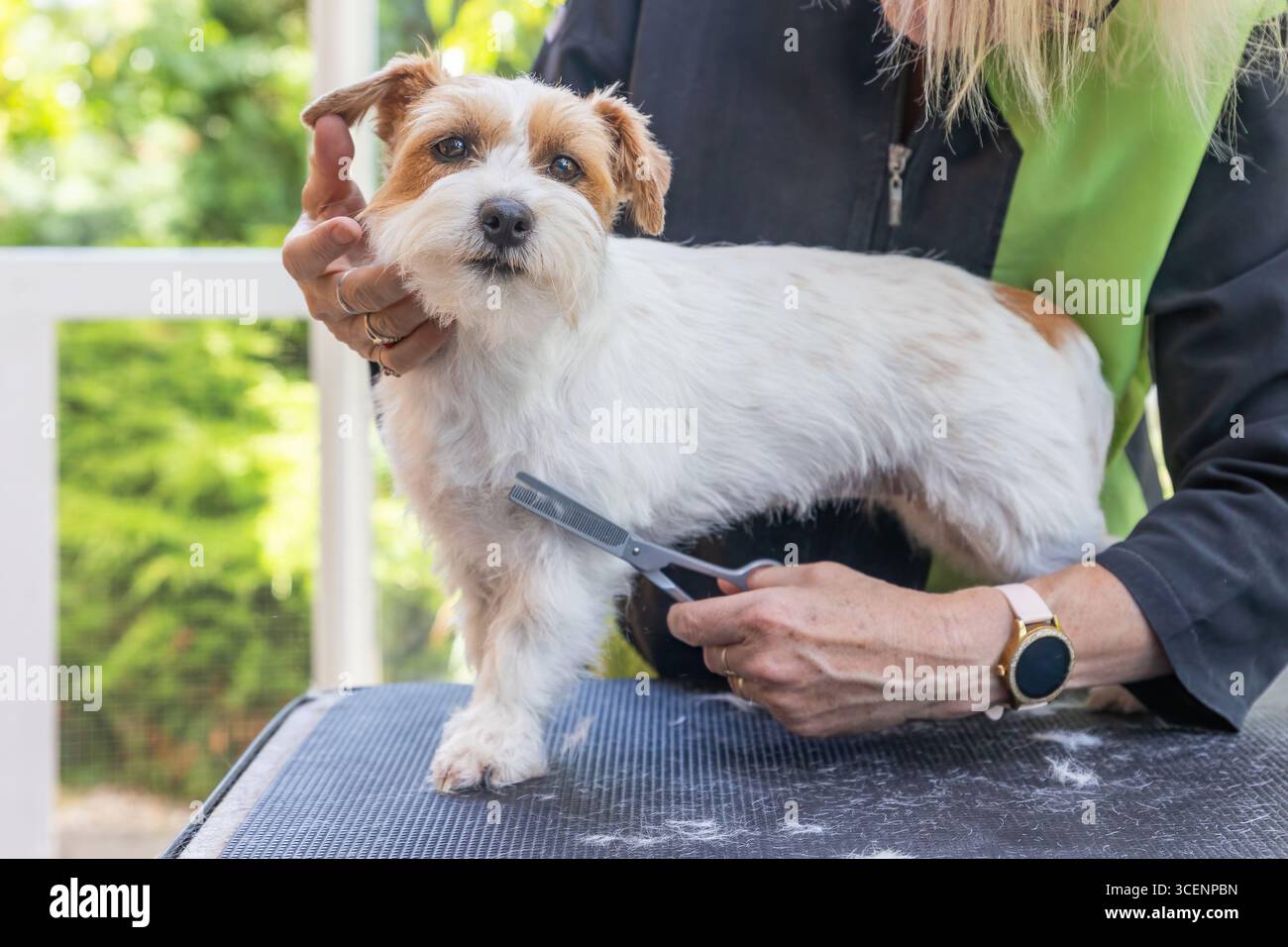 Vue rapprochée d'un chien Jack Russell coupé sur les jambes debout sur la table. Horizontalement. Banque D'Images
