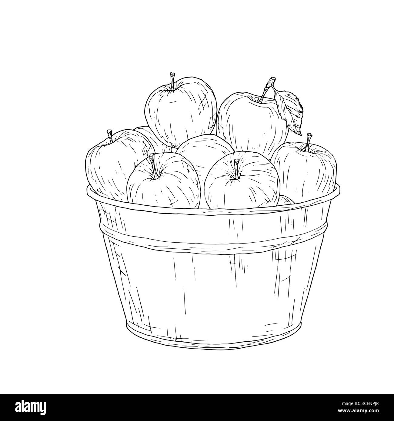 Pommes dans un seau en zinc, croquis noir et blanc. Illustration vectorielle. Fruits mûrs et verger, isolés sur fond blanc. Jardinage, automne Illustration de Vecteur