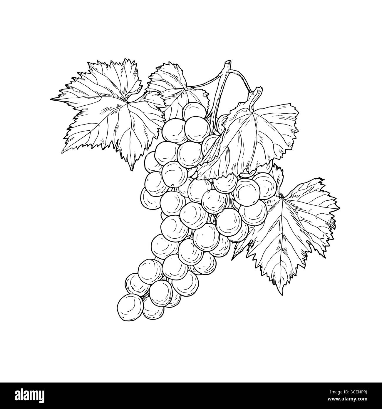 Un bouquet de raisins avec de grandes baies, croquis noir et blanc. Illustration vectorielle. Fruits du jardin sur brindille avec des feuilles, isolé sur un fond blanc Illustration de Vecteur